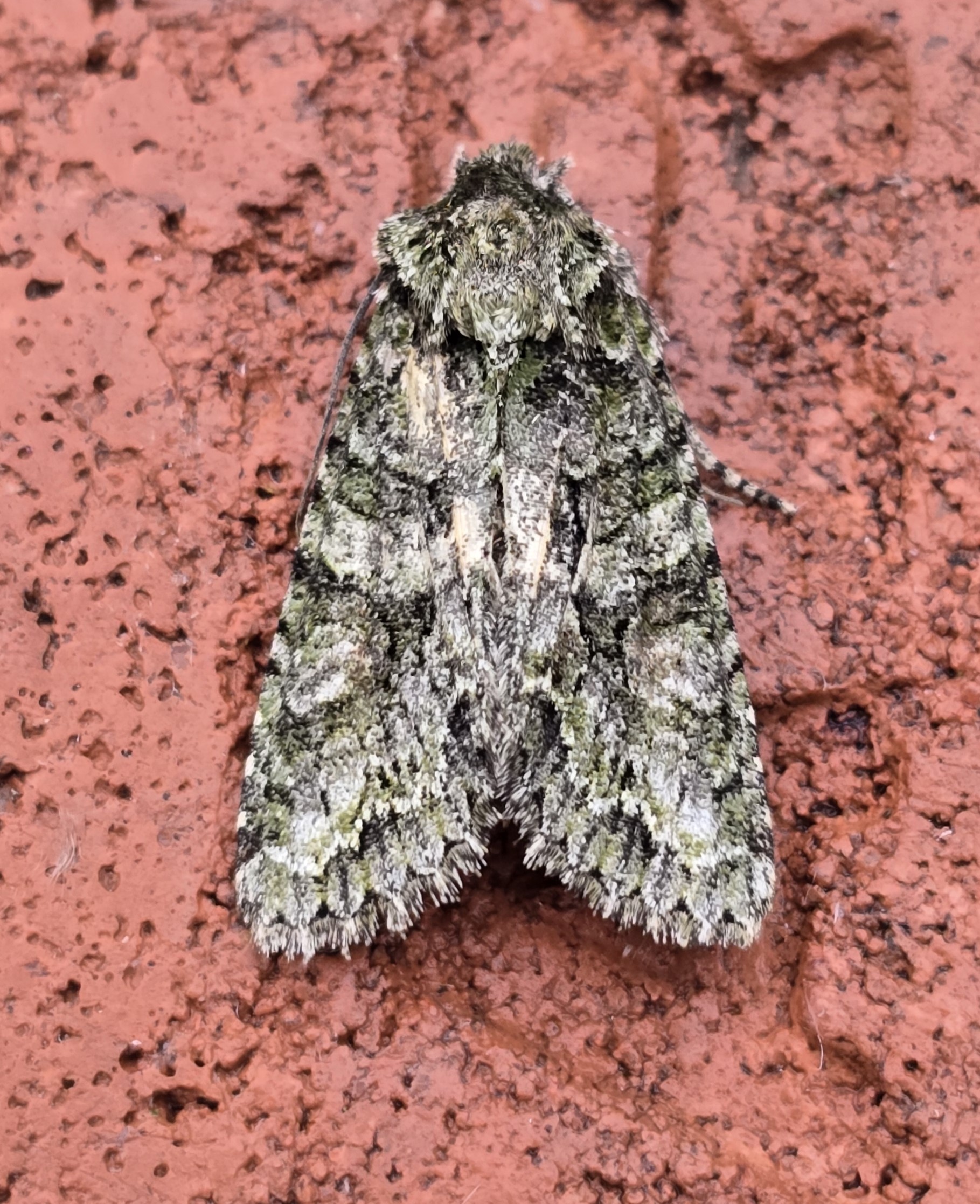 Photo of Brindled Green (Dryobotodes eremita)
